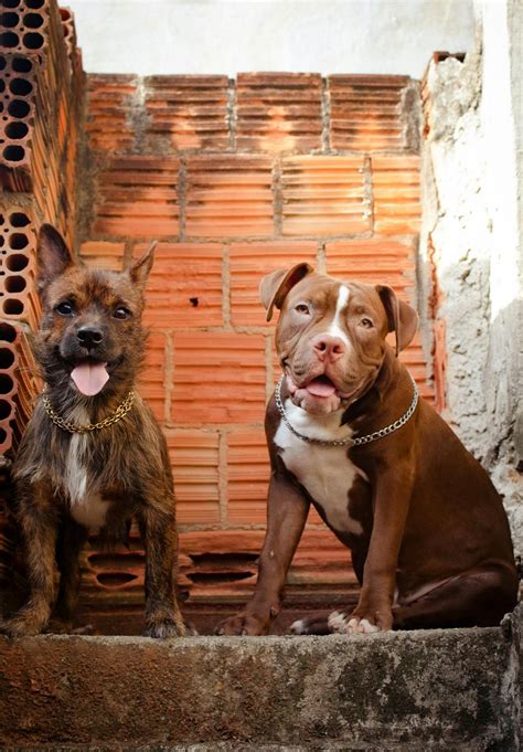 are pitbull mixes banned in china